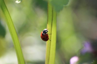 Close-up of ladybug on leaf