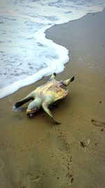 Close-up of crab on beach