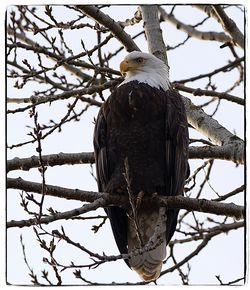 Low angle view of eagle perching on tree against sky