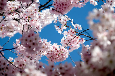 Low angle view of cherry blossom