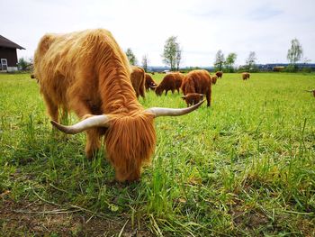 Highland cows 