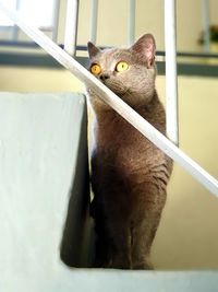 Portrait of cat sitting  on interior steps