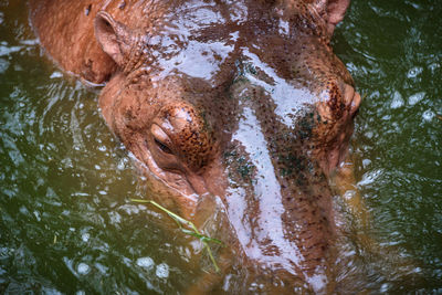 High angle view of turtle swimming in lake