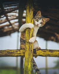 Portrait of cat on wooden post