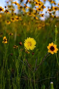 Close-up of yellow flowers blooming outdoors