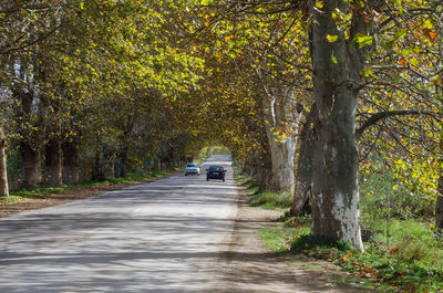 Rear view of road amidst trees in forest during autumn