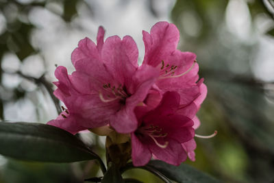 Close-up of pink flower blooming outdoors
