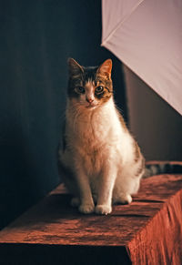 Portrait of kitten sitting on table