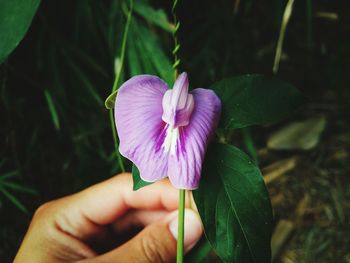 Close-up of hand by purple flowering plant