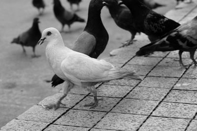 Close-up of pigeon perching on footpath