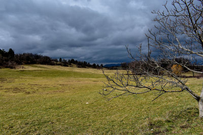 Scenic view of field against sky