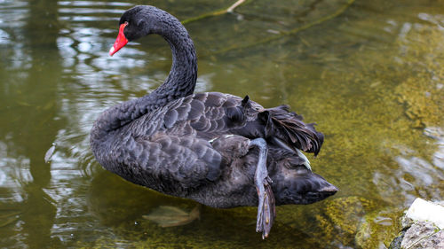 Swan swimming in lake