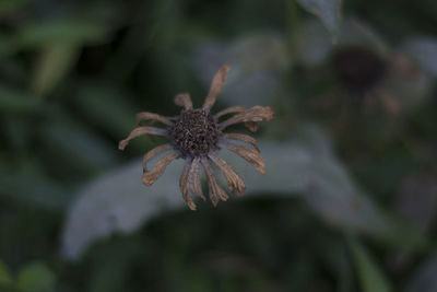 Close-up of wilted flower
