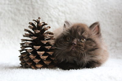 Close-up of british longhair kitten with pine cone on bed