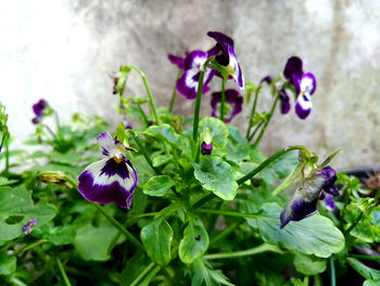 Close-up of insect on purple flowering plant