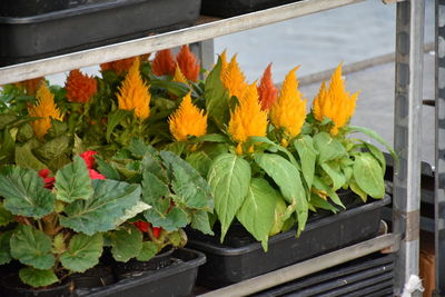 Close-up of potted plants