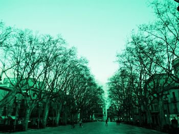 Trees in park against clear sky