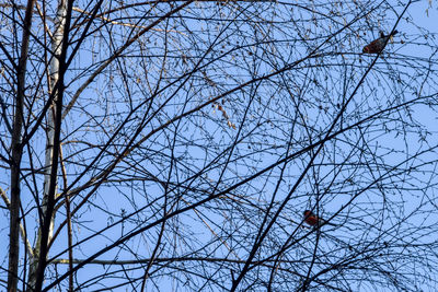 Low angle view of bare tree against sky