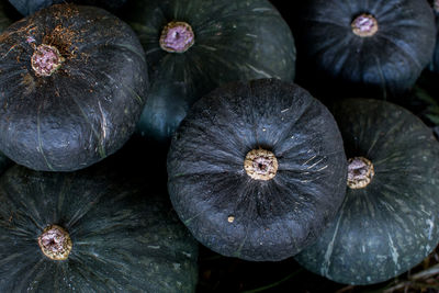 High angle view of pumpkins on plant