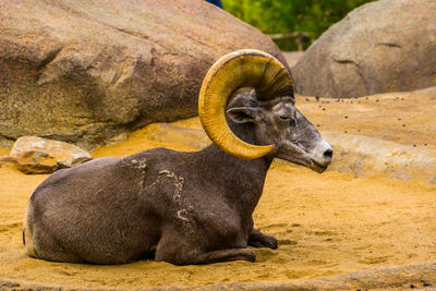 Elephant sitting on rock