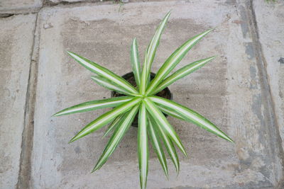 High angle view of plant growing on wall