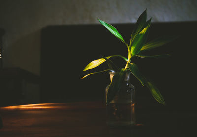 Close-up of flower vase on table