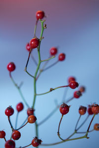 Close-up of red berries growing on tree