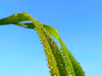 Close-up of wet plant against clear blue sky