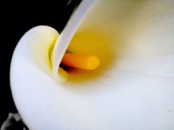 Close-up of flower over white background