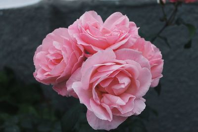 Close-up of pink rose