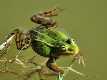 Close-up of frog