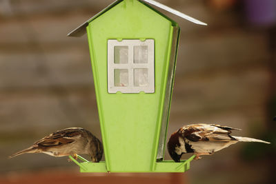 Close-up of birds feeding on birdhouse