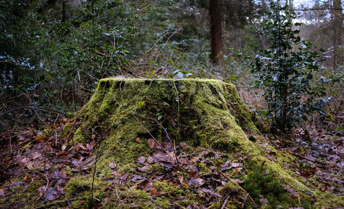 Plants growing on land in forest