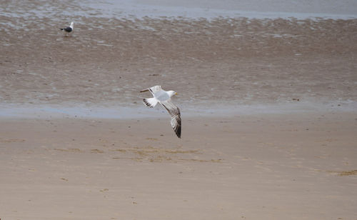 Seagull flying over beach