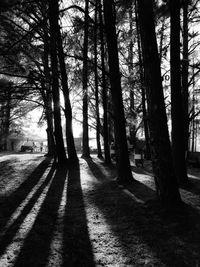 Silhouette trees in forest