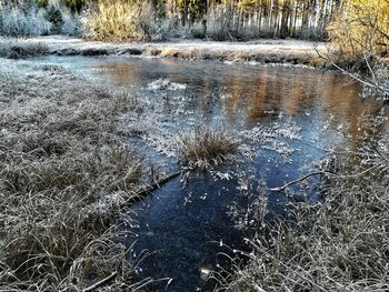 Scenic view of lake in forest