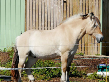 Horse standing in ranch