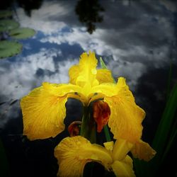 Close-up of yellow flowers