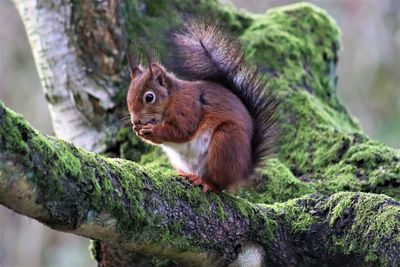 Squirrel on a tree