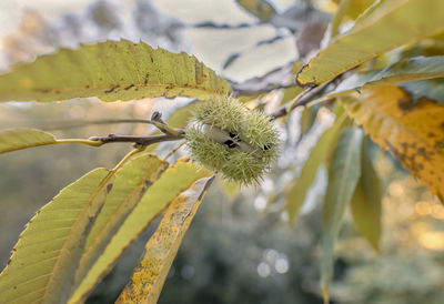 Close-up of yellow flowering plant