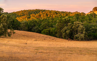 Scenic view of trees on field against sky