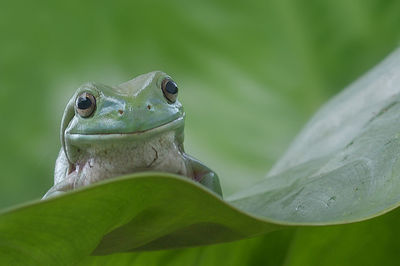 Close-up of frog on leaf