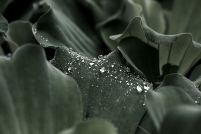 Close-up of water drops on leaf