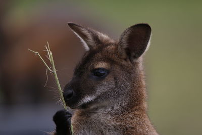 Close-up portrait of giraffe