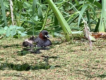 View of birds on land