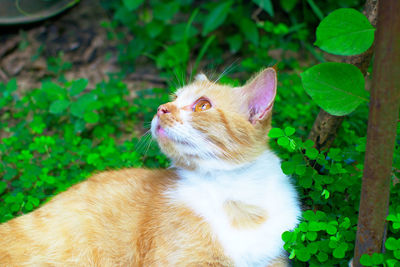 Close-up of a cat