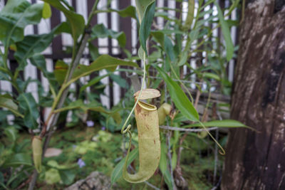 Close-up of 'nepenthes mirabilis' carnivorous plant