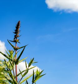 Low angle view of plant against blue sky