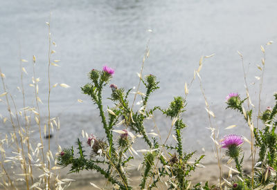 Close-up of pink flowering plant on field