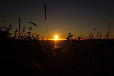 Silhouette plants on field against sky during sunset